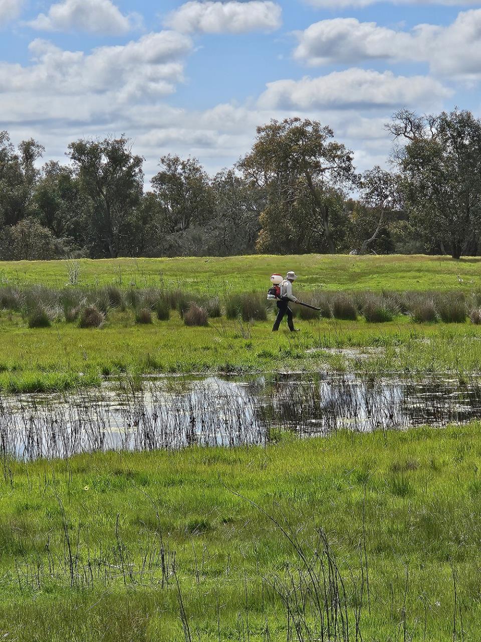 Shire of Dardanup Environmental Health Officers have been out doing mosquito treatments around the Eaton area. Treatments involve using larvicide granules which are target specific, meaning they only affect mosquito larvae.